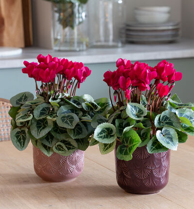 Alpefiol rød Alpefiol rød